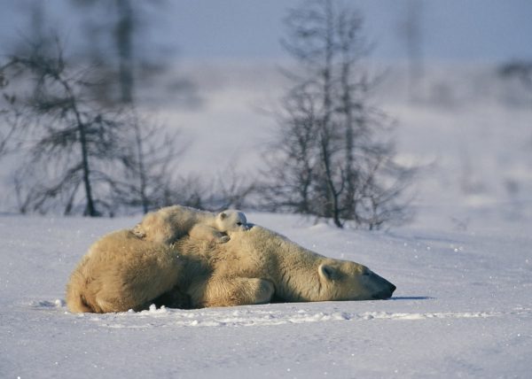 Femelle ours polaire sortant de sa tanière, parc national Wapusk, Manitoba, Canada