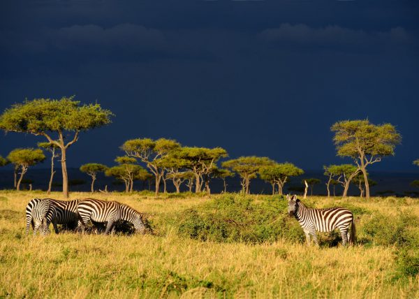 Zèbres {Equus quagga} au lever du soleil, réserve nationale du Masai Mara, Kenya, Afrique