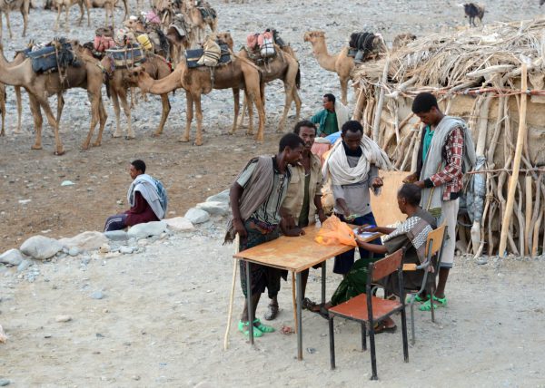 Des hommes Afars conduisent leur caravane de chameaux vers le lac Karum (lac de sel en langue Afar), Dépression du Danakil, Éthiopie