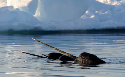 Narvals, île de Baffin, Nunavut, Canada