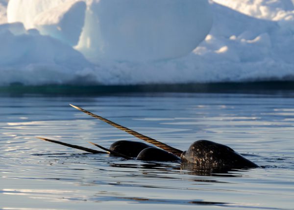 Narvals, île de Baffin, Nunavut, Canada