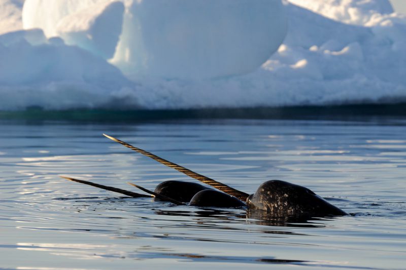 Narvals, île de Baffin, Nunavut, Canada