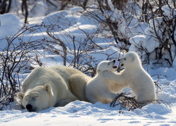 Femelle ours polaire sortant de sa tanière, parc national Wapusk, Manitoba, Canada