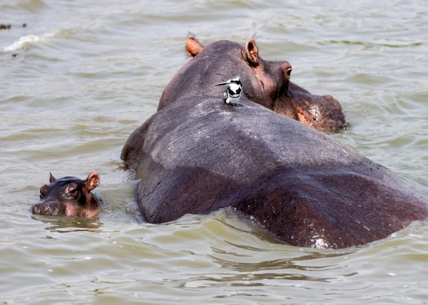 Bec en sabot pêchant un poisson (Balaeniceps rex) marais de Mabamba, lac Victoria, Ouganda, Afrique