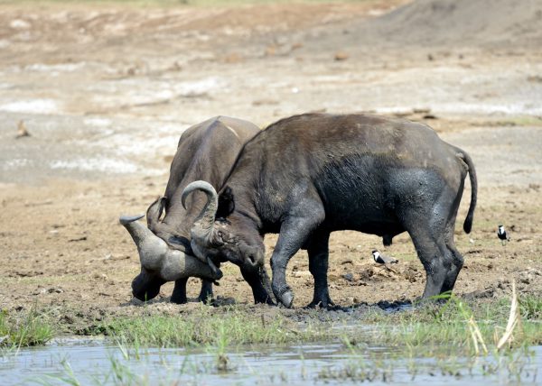 Bec en sabot pêchant un poisson (Balaeniceps rex) marais de Mabamba, lac Victoria, Ouganda, Afrique