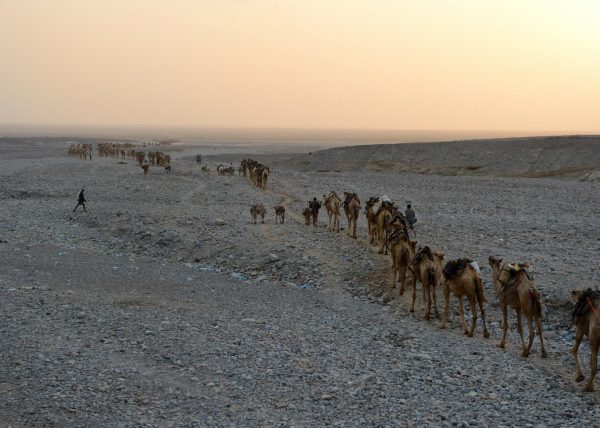 Des hommes Afars conduisent leur caravane de chameaux vers le lac Karum (lac de sel en langue Afar), Dépression du Danakil, Éthiopie