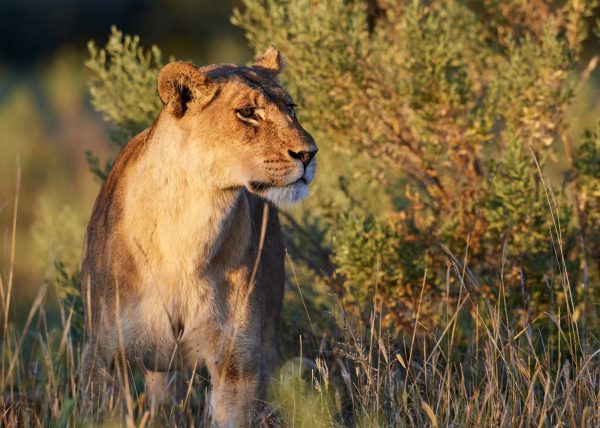 Portrait de lion subadulte, Duba Plains, Delta de l'Okavango, Botswana, Afrique