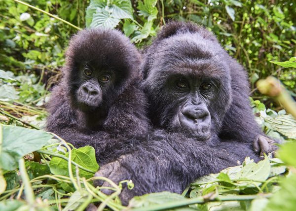 Famille de gorilles de montagne, Parc des volcans, Rwanda, Afrique