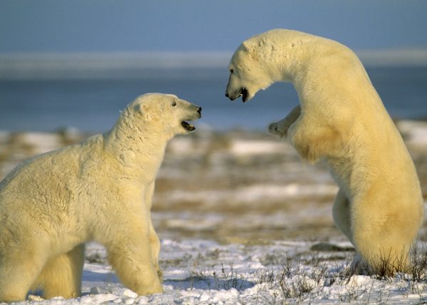 Femelle ours polaire sortant de sa tanière, parc national Wapusk, Manitoba, Canada