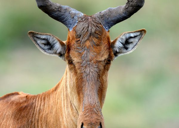 Zèbres {Equus quagga} au lever du soleil, réserve nationale du Masai Mara, Kenya, Afrique