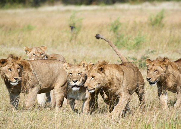 Portrait de lion subadulte, Duba Plains, Delta de l'Okavango, Botswana, Afrique