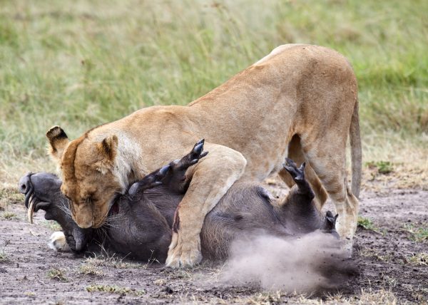 Zèbres {Equus quagga} au lever du soleil, réserve nationale du Masai Mara, Kenya, Afrique