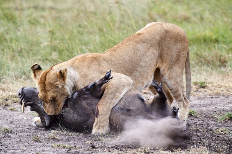 Zèbres {Equus quagga} au lever du soleil, réserve nationale du Masai Mara, Kenya, Afrique