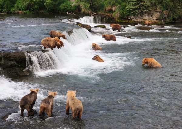 Femelle ours polaire sortant de sa tanière, parc national Wapusk, Manitoba, Canada