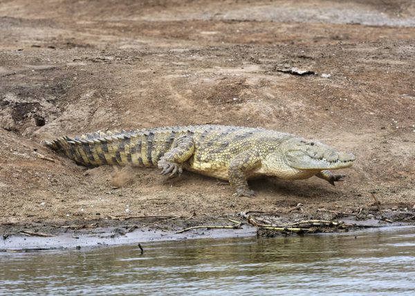 Bec en sabot pêchant un poisson (Balaeniceps rex) marais de Mabamba, lac Victoria, Ouganda, Afrique