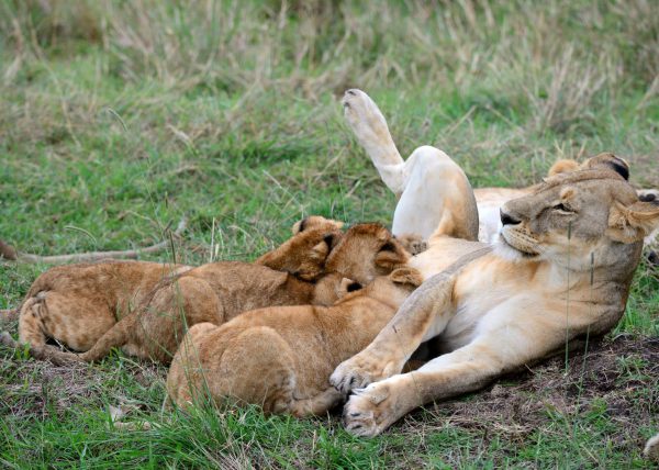 Zèbres {Equus quagga} au lever du soleil, réserve nationale du Masai Mara, Kenya, Afrique
