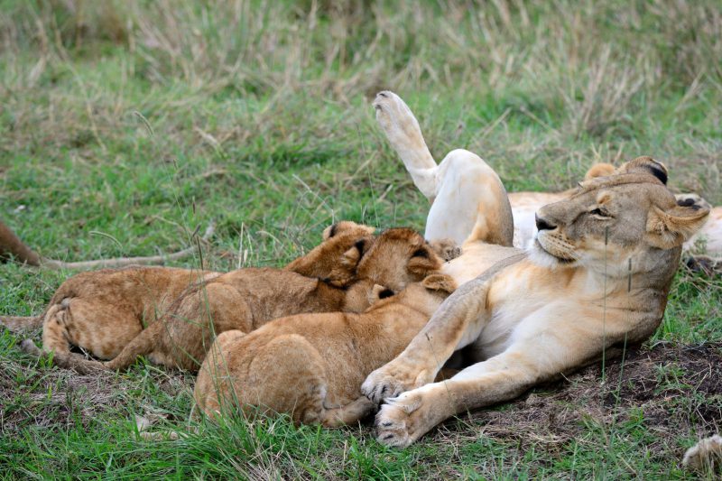 Zèbres {Equus quagga} au lever du soleil, réserve nationale du Masai Mara, Kenya, Afrique