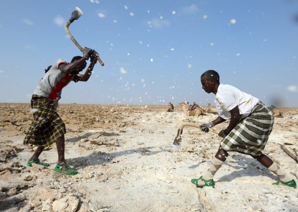 Des hommes Afars conduisent leur caravane de chameaux vers le lac Karum (lac de sel en langue Afar), Dépression du Danakil, Éthiopie