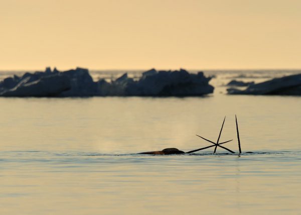 Narvals, île de Baffin, Nunavut, Canada