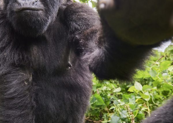 Famille de gorilles de montagne, Parc des volcans, Rwanda, Afrique