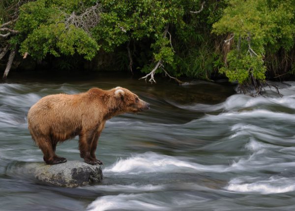 Femelle ours polaire sortant de sa tanière, parc national Wapusk, Manitoba, Canada