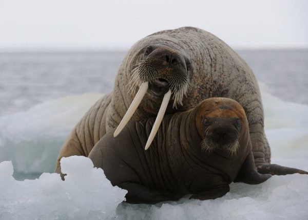 Narvals, île de Baffin, Nunavut, Canada