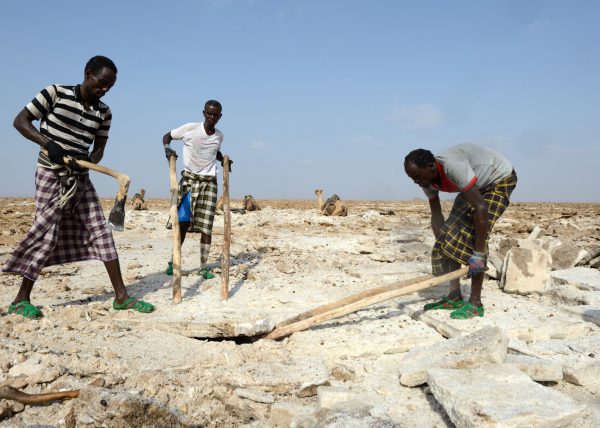 Des hommes Afars conduisent leur caravane de chameaux vers le lac Karum (lac de sel en langue Afar), Dépression du Danakil, Éthiopie