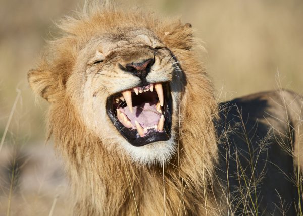 Portrait de lion subadulte, Duba Plains, Delta de l'Okavango, Botswana, Afrique