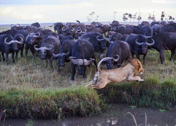 Zèbres {Equus quagga} au lever du soleil, réserve nationale du Masai Mara, Kenya, Afrique