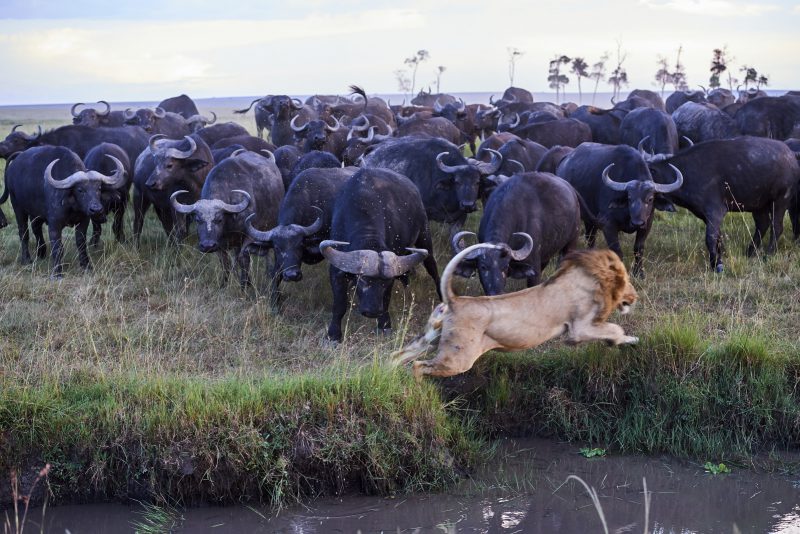 Zèbres {Equus quagga} au lever du soleil, réserve nationale du Masai Mara, Kenya, Afrique