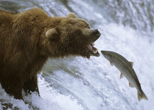 Femelle ours polaire sortant de sa tanière, parc national Wapusk, Manitoba, Canada