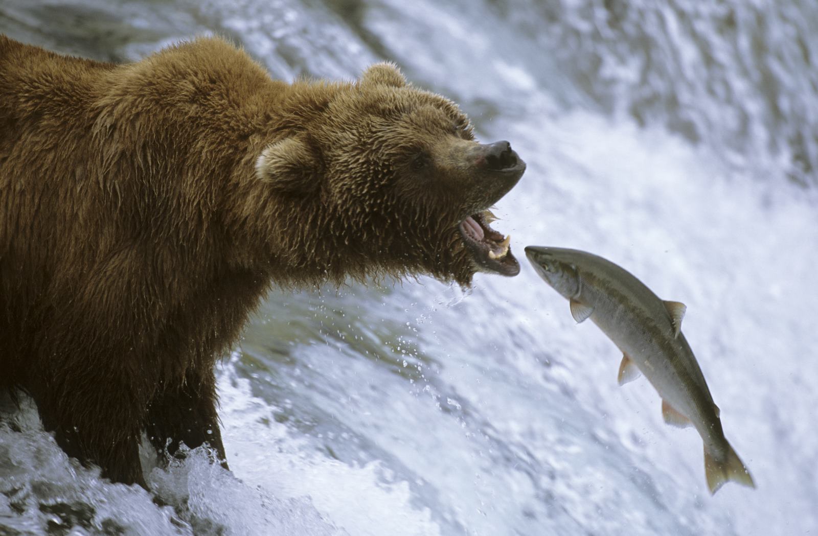 Медведь ловит лосося