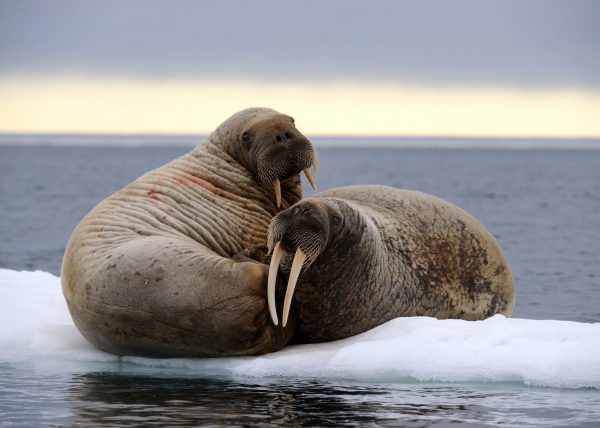 Narvals, île de Baffin, Nunavut, Canada