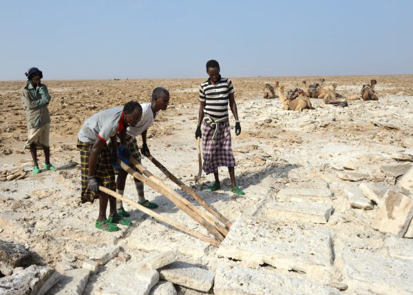 Des hommes Afars conduisent leur caravane de chameaux vers le lac Karum (lac de sel en langue Afar), Dépression du Danakil, Éthiopie