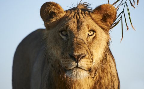 Portrait de lion subadulte, Duba Plains, Delta de l'Okavango, Botswana, Afrique