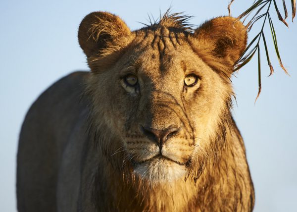 Portrait de lion subadulte, Duba Plains, Delta de l'Okavango, Botswana, Afrique