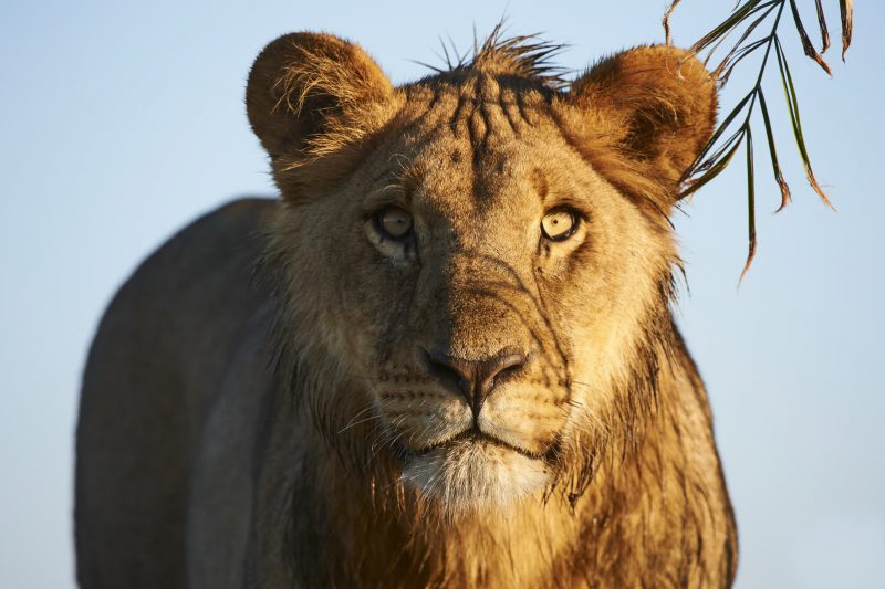 Portrait de lion subadulte, Duba Plains, Delta de l'Okavango, Botswana, Afrique