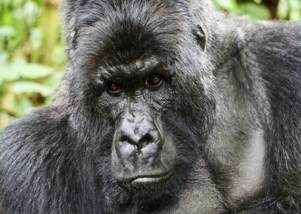 Famille de gorilles de montagne, Parc des volcans, Rwanda, Afrique