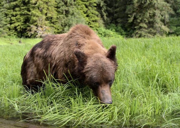 Femelle ours polaire sortant de sa tanière, parc national Wapusk, Manitoba, Canada