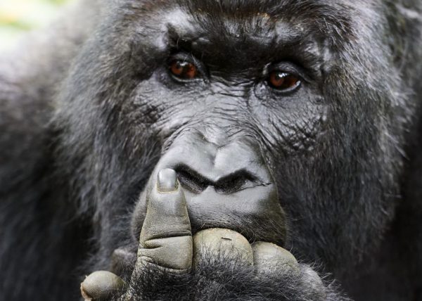 Famille de gorilles de montagne, Parc des volcans, Rwanda, Afrique