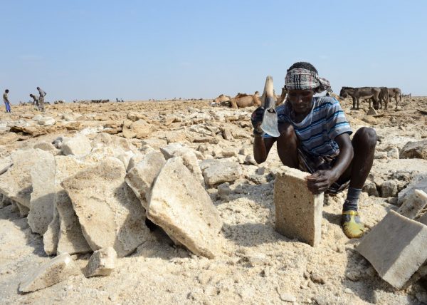 Des hommes Afars conduisent leur caravane de chameaux vers le lac Karum (lac de sel en langue Afar), Dépression du Danakil, Éthiopie