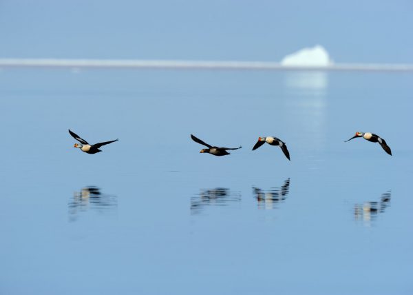 Narvals, île de Baffin, Nunavut, Canada