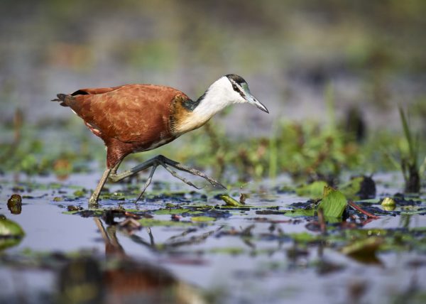 Bec en sabot pêchant un poisson (Balaeniceps rex) marais de Mabamba, lac Victoria, Ouganda, Afrique