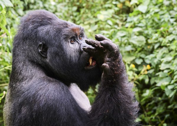 Famille de gorilles de montagne, Parc des volcans, Rwanda, Afrique