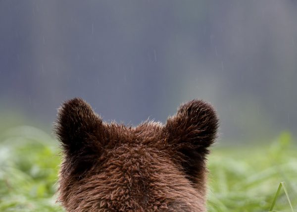 Femelle ours polaire sortant de sa tanière, parc national Wapusk, Manitoba, Canada