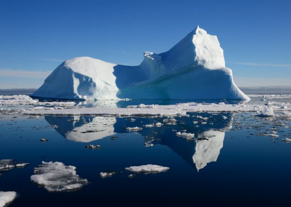 Narvals, île de Baffin, Nunavut, Canada