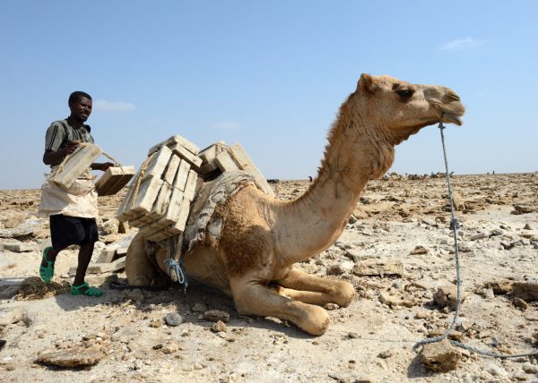 Des hommes Afars conduisent leur caravane de chameaux vers le lac Karum (lac de sel en langue Afar), Dépression du Danakil, Éthiopie