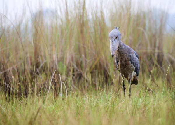 Bec en sabot pêchant un poisson (Balaeniceps rex) marais de Mabamba, lac Victoria, Ouganda, Afrique