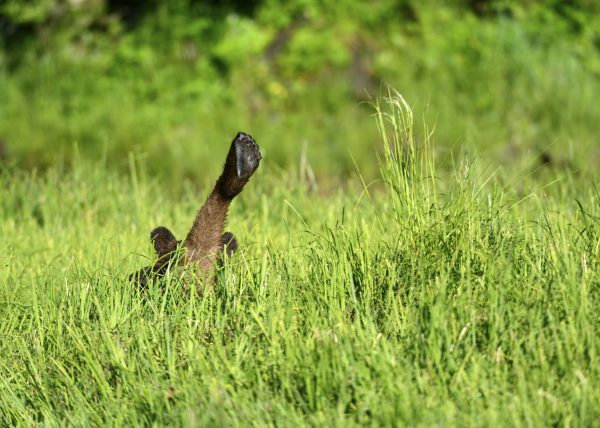 Femelle ours polaire sortant de sa tanière, parc national Wapusk, Manitoba, Canada