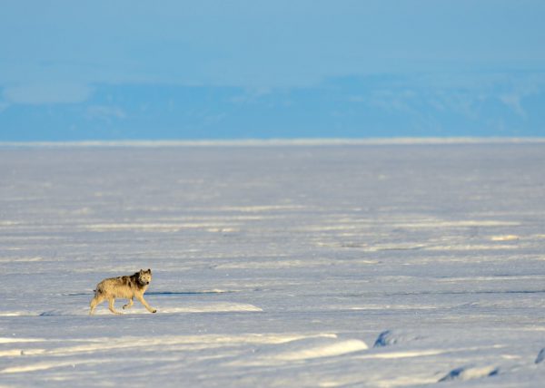 Narvals, île de Baffin, Nunavut, Canada